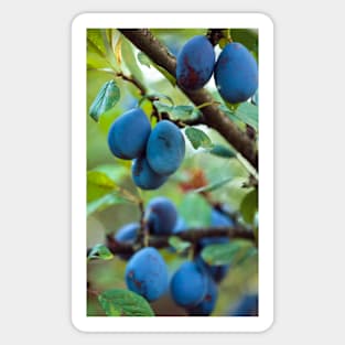 Ripe blue plums in an orchard Sticker